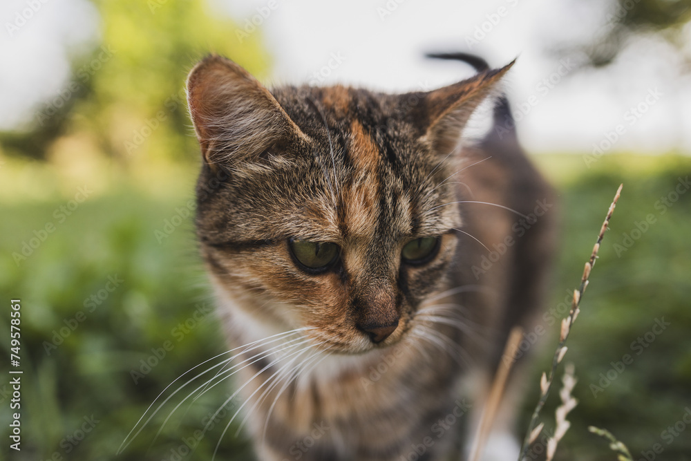 Obraz premium A rustic old exhausted cat lying on the grass