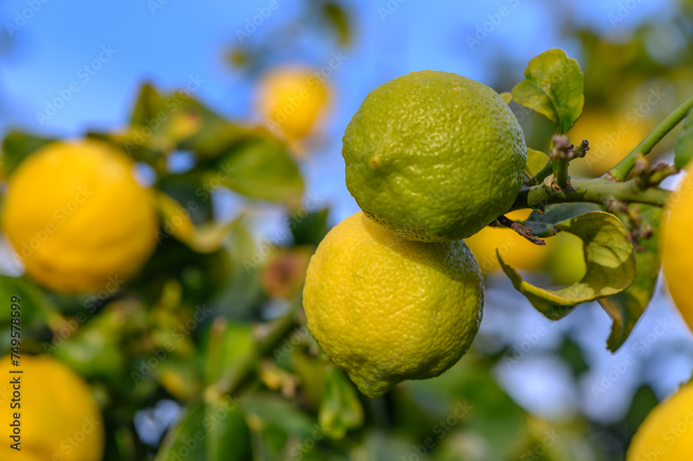 Bunch of Lemon fruit over green natural garden Blur background, Lemon fruit with leaves in blur background. 12