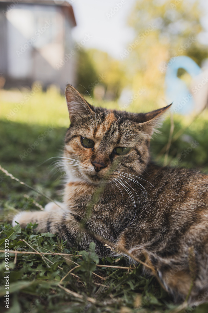 A rustic old exhausted cat lying on the grass