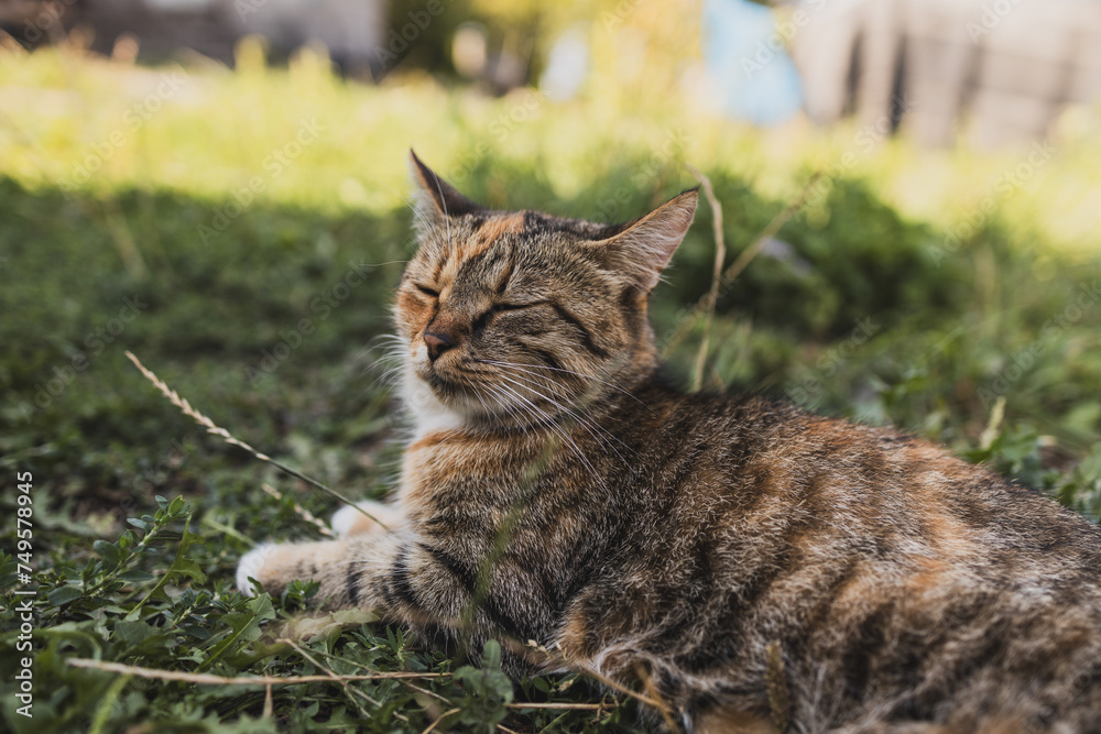 A rustic old exhausted cat lying on the grass