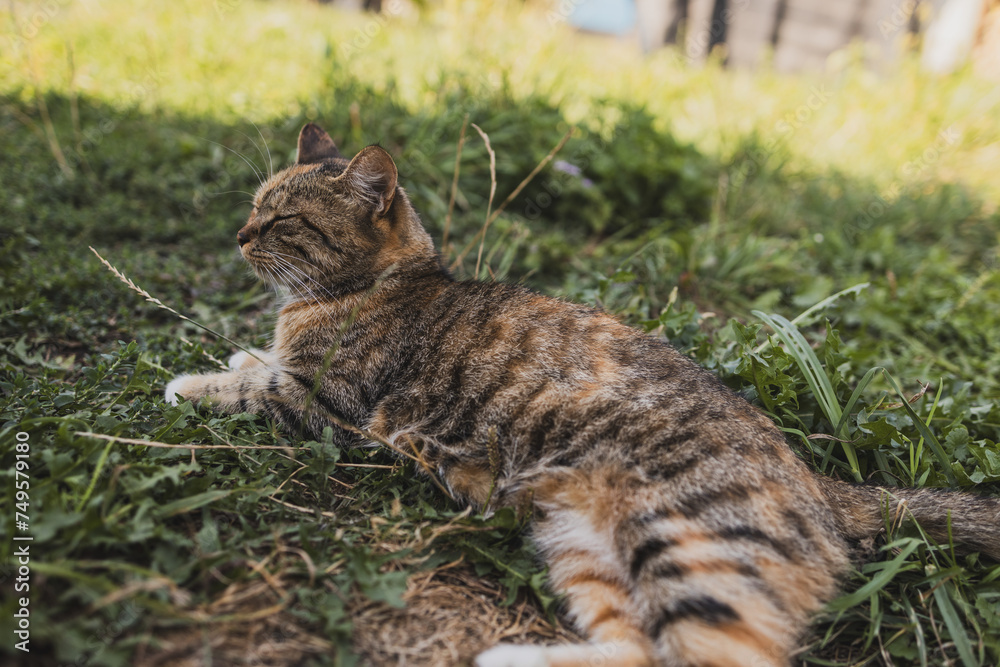 A rustic old exhausted cat lying on the grass A rustic old exhausted cat lying on the grass