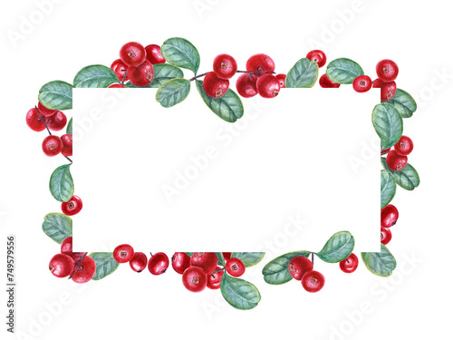 Cowberry branch. red forest berries. Horizontal frame with copy space for text. Bearberry, cranberries, lingonberry. Watercolor illustration isolated on white background. For postcard, package.