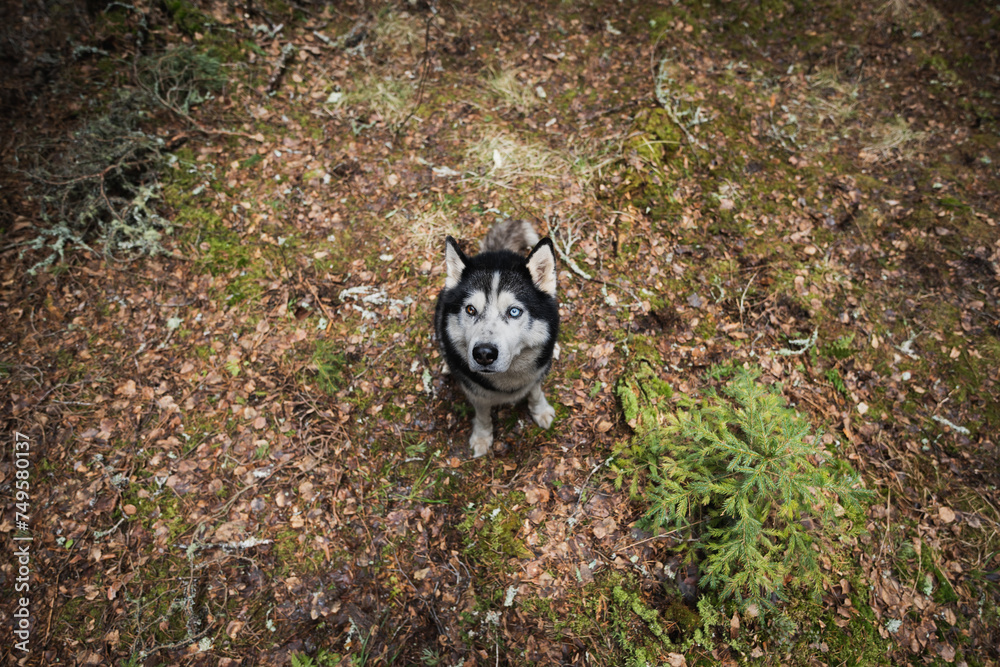 Husky dog is sitting ​​in the forest, photo with a wide-angle lens.