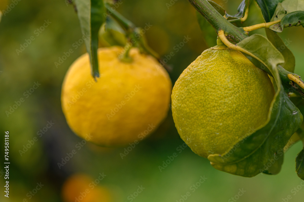 Bunch of Lemon fruit over green natural garden Blur background, Lemon fruit with leaves in blur background.16