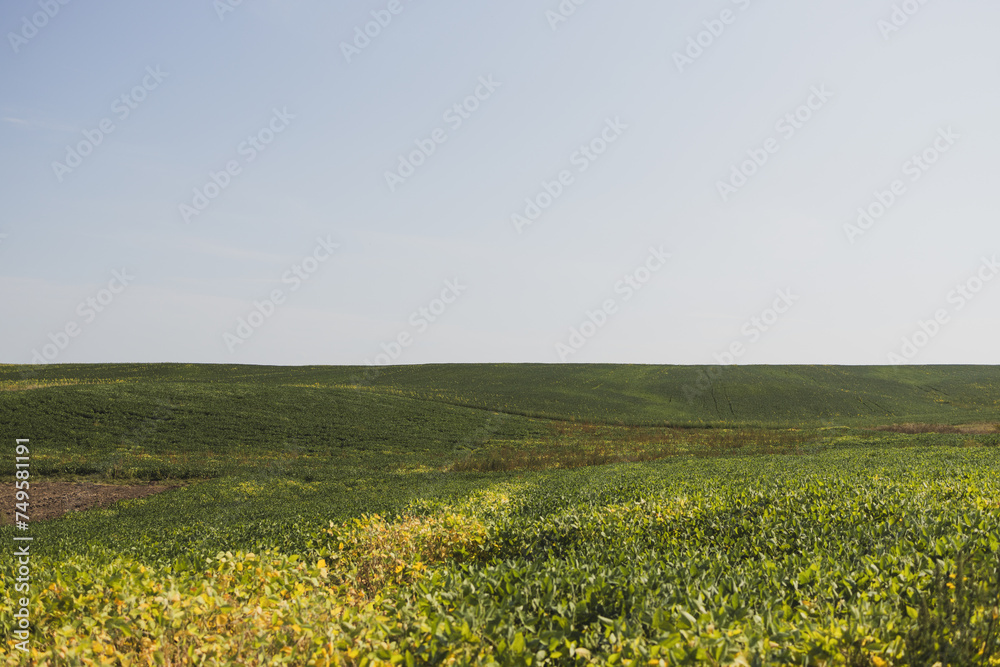 Rural landscape in summer in the field
