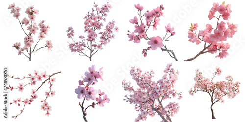 Set of sakura mockup in 3d without backoground png for decoration.