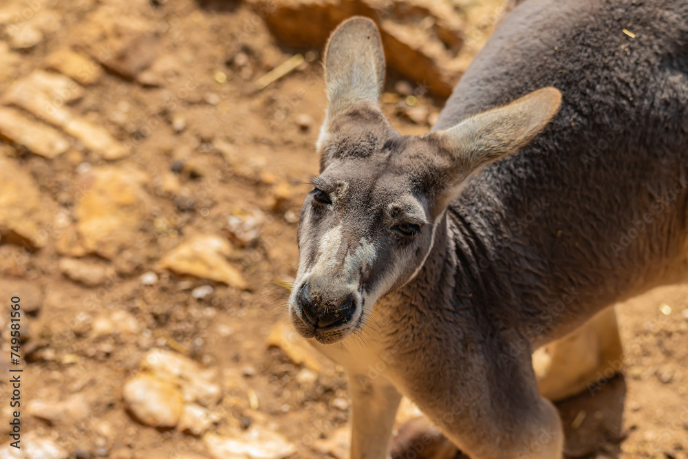 portrait of a young kangaroo