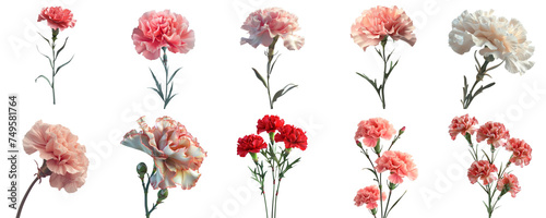 Carnation flower collection set in png no background for mockup decoration.