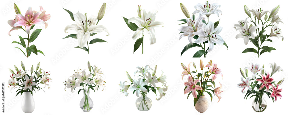 Lily collection set in png no background for mockup decoration.