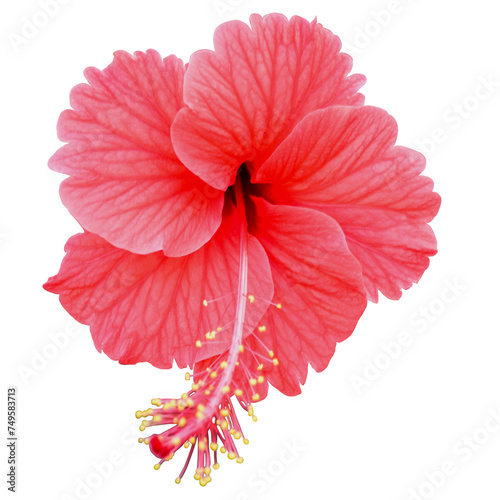 Red joba flower
 photo