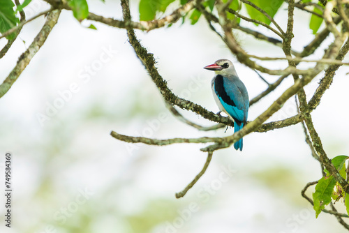 The woodland kingfisher  Halcyon senegalensis 