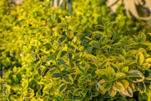 uonymus fortunei emeralnd n gold cultivar leaves, yellow and green leaf, ornamental branches photo