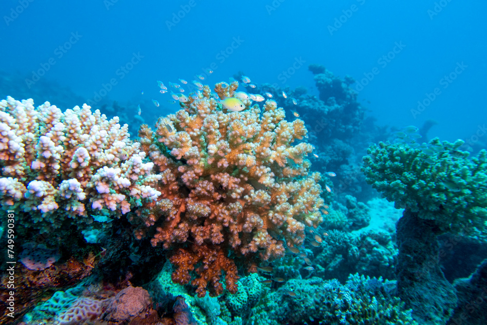 Obraz premium Colorful, picturesque coral reef at bottom of tropical sea, hard corals, underwater landscape