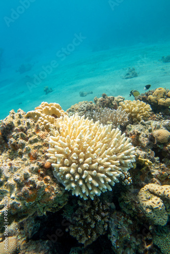 Colorful, picturesque coral reef at sandy bottom of tropical sea, hard coral acropora, underwater landscape