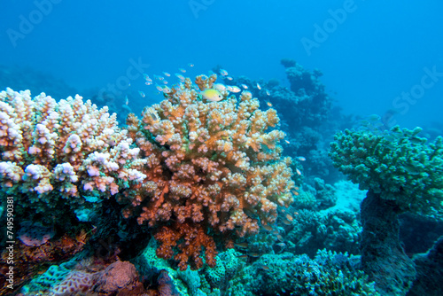 Colorful, picturesque coral reef at bottom of tropical sea, hard corals, underwater landscape