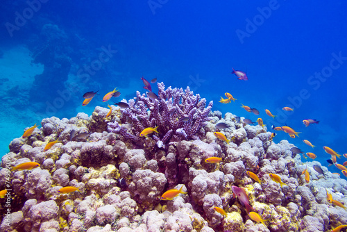 Colorful coral reef with exotic fishes anthias at the bottom of tropical sea on blue water backround