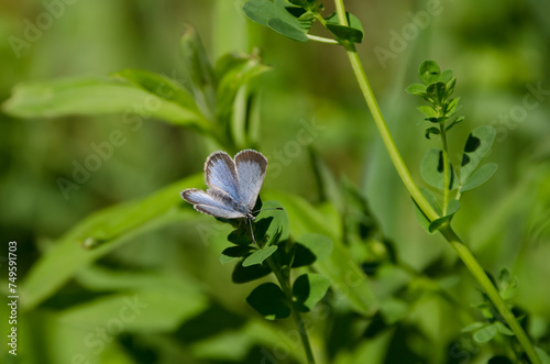 Blue Butterfly