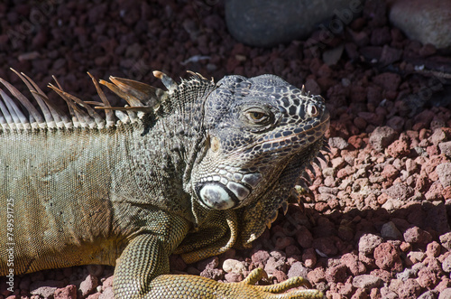 Green Iguana (Iguana iguana)