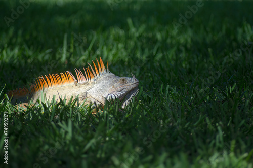 Green Iguana (Iguana iguana) in the grass