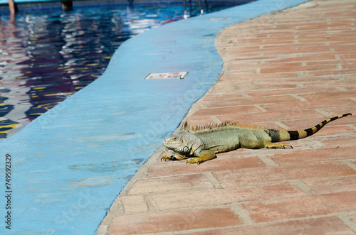 Green Iguana by the pool