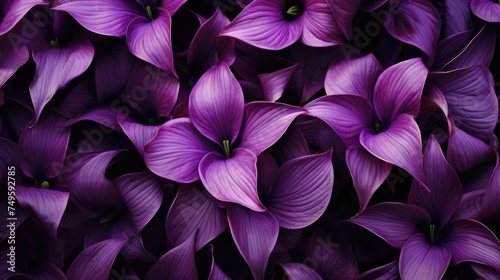 Background of green leaves and purple lily flowers. Juicy bright foliage.The texture of large leaves and buds. Beauty is in nature. © Cherkasova Alie