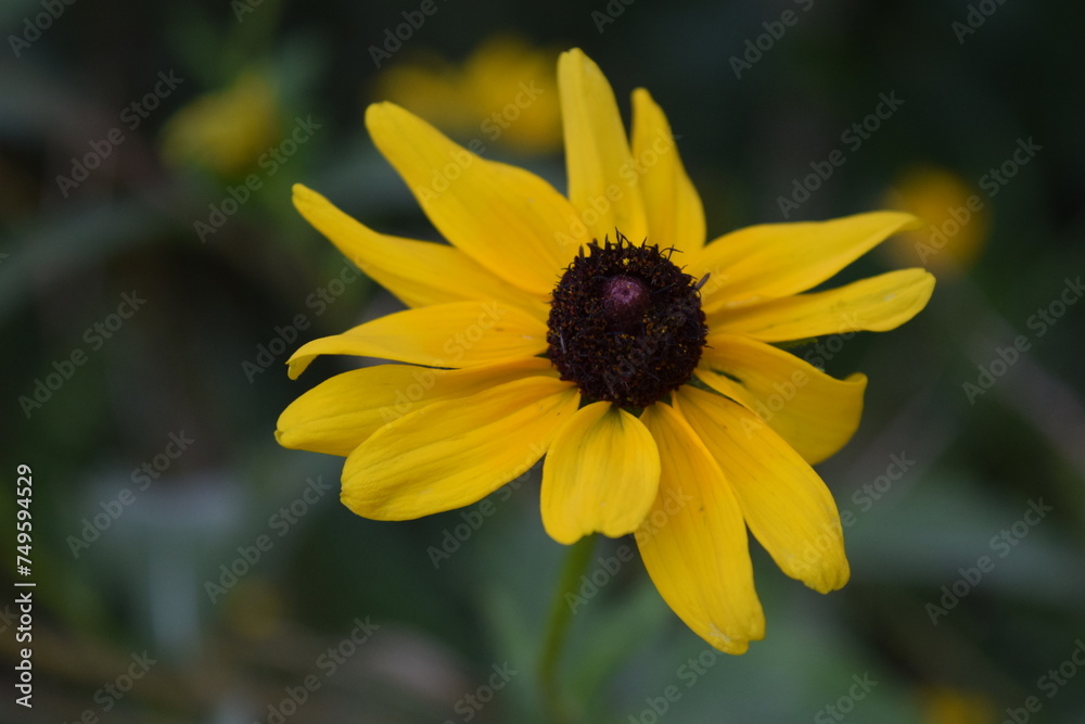 yellow flower in the garden yellow flower in the garden