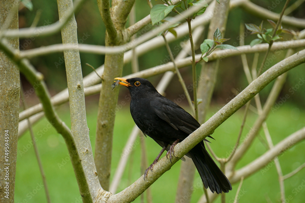 Fototapeta premium Blackbird