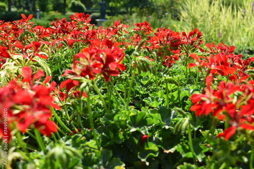 Red flowers in the park in summer on a sunny day