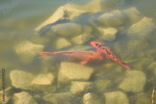 Koi Carps Fish Japanese swimming (Cyprinus carpio) beautiful color variations natural organic © Igor Greluk