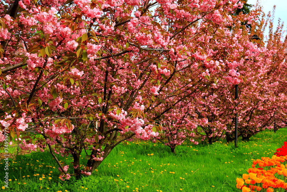 Beautiful pink sakura flowers, Japanese cherry blossoms, bloomed in spring. Pink natural sakura background in Dnipro, Ukraine
