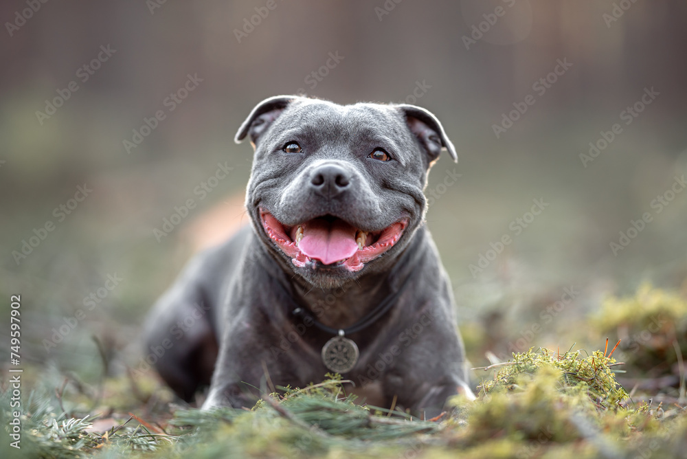 Beautiful purebred happy blue staffordshire bull terrier with open, blurred calm background, green spring grass. Close up pet portrait.
