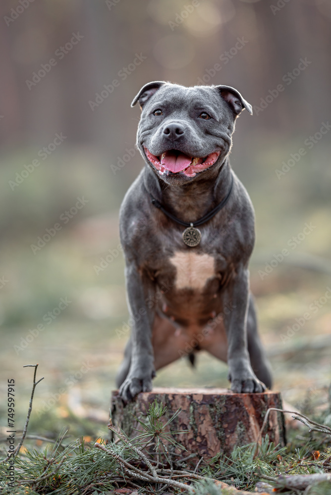 Beautiful purebred happy blue staffordshire bull terrier with open mouth standing, blurred calm background, green spring grass. Close up pet portrait. Beautiful purebred happy blue staffordshire bull terrier with open mouth standing, blurred calm background, green spring grass. Close up pet portrait.