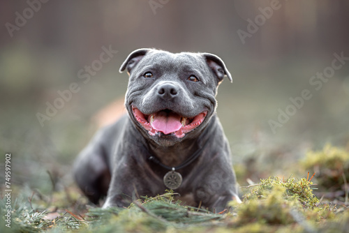Принти на полотні Beautiful purebred happy blue staffordshire bull terrier with open, blurred calm background, green spring grass