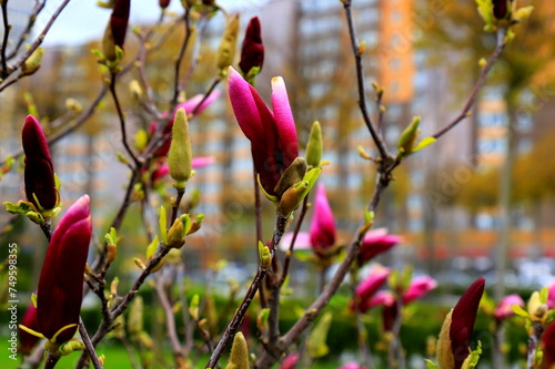 Beautiful magnolia tree blossoms in springtime. Jentle Chinese red magnolia flower, floral background. photo