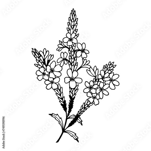 Verbena officinalis  flowers. Vector stock illustration eps10. Isolate on white background  outline  hand drawing.