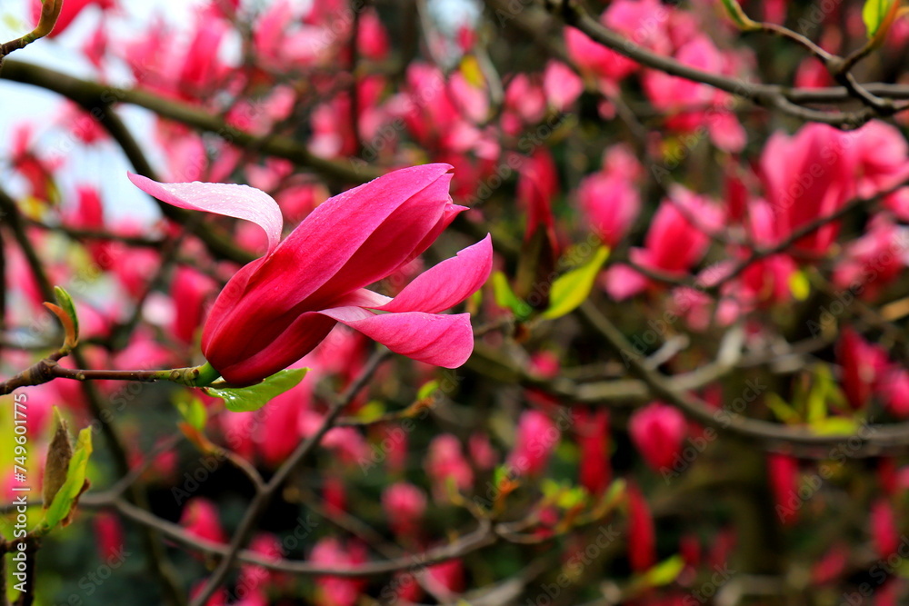 Beautiful magnolia tree blossoms in springtime. Jentle Chinese red magnolia flower, floral background. Beautiful magnolia tree blossoms in springtime. Jentle Chinese red magnolia flower, floral background.