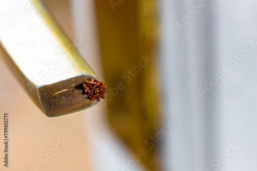 Spider sits on a door handle in Germany. photo