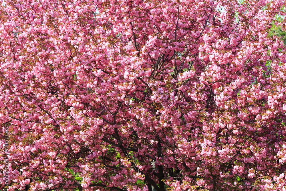 Japanese cherry, sakura tree with beautiful delicate pink flowers blooms in spring in city park. Sakura background Japanese cherry, sakura tree with beautiful delicate pink flowers blooms in spring in city park. Sakura background
