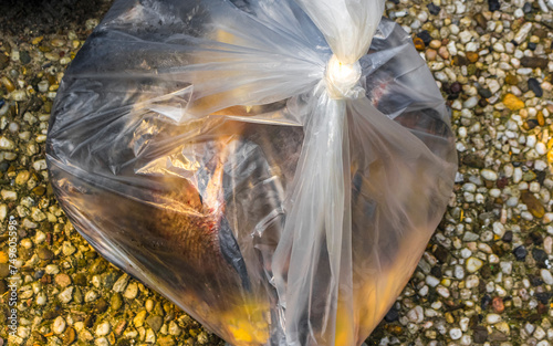 Freshly caught fish in a bag in Germany. photo