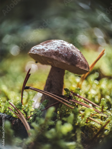 birch mushroom in the forest © NOVAphoto