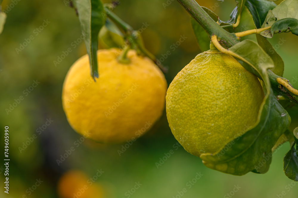 Lemon. Ripe Lemons hanging on tree. Growing Lemon 4