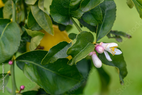 lemon; flowers, leaves and buds, Citrus limon, Rutaceae 1
