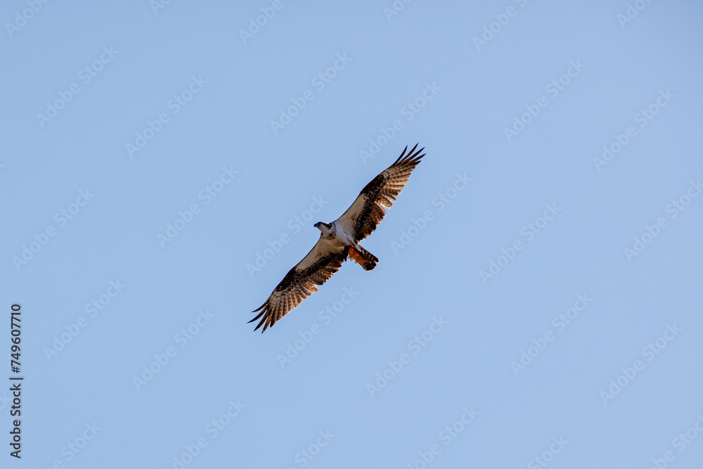 Osprey flying with fish