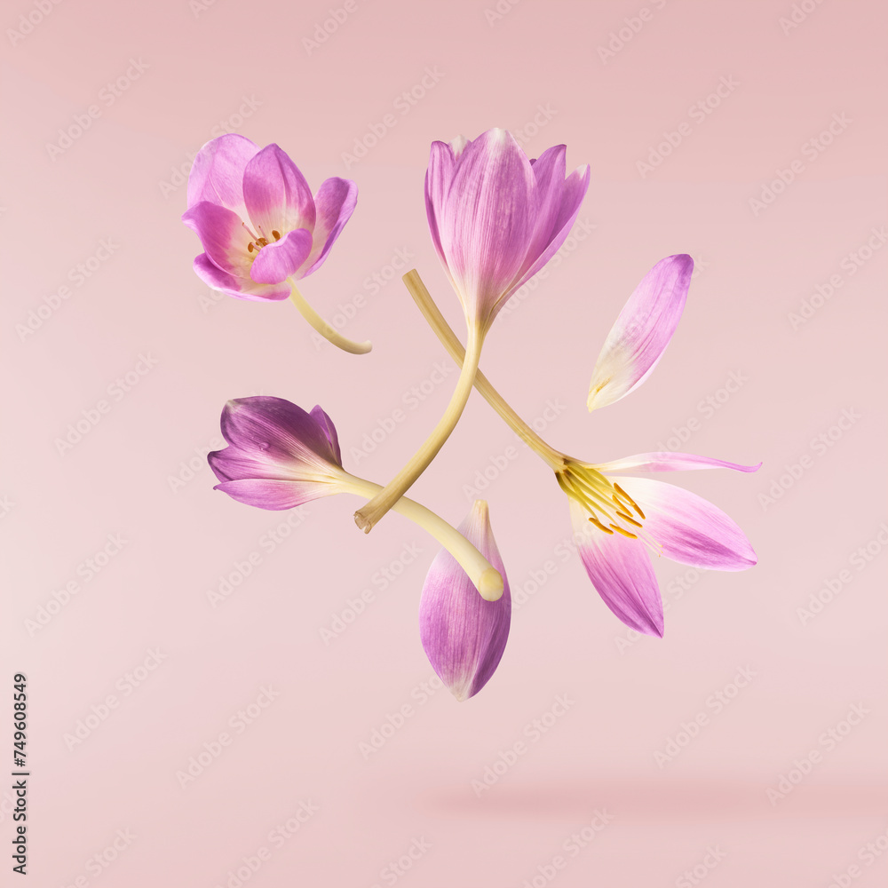 Fresh purple crocus flower falling in the air isolated. Beautiful purple flowers levitating or zero gravity.