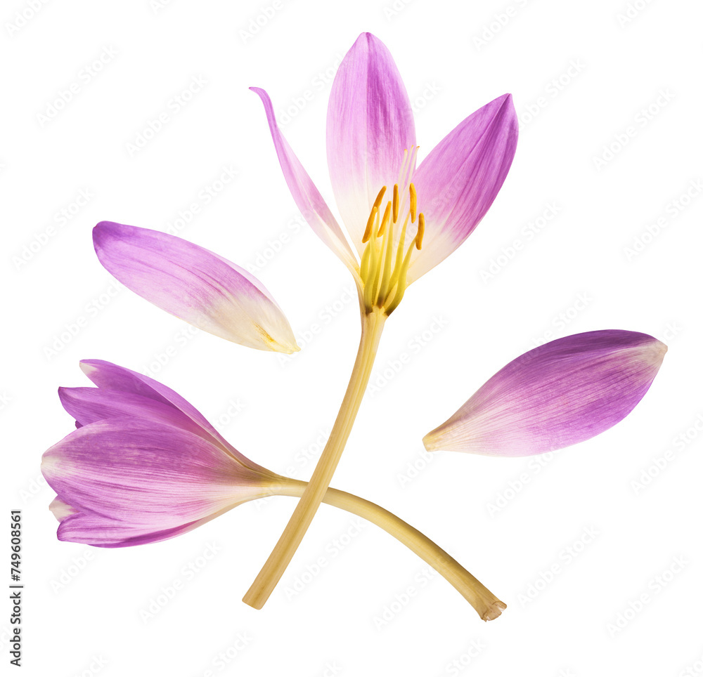 Fresh purple crocus flower falling in the air isolated. Beautiful purple flowers levitating or zero gravity. Fresh purple crocus flower falling in the air isolated. Beautiful purple flowers levitating or zero gravity.