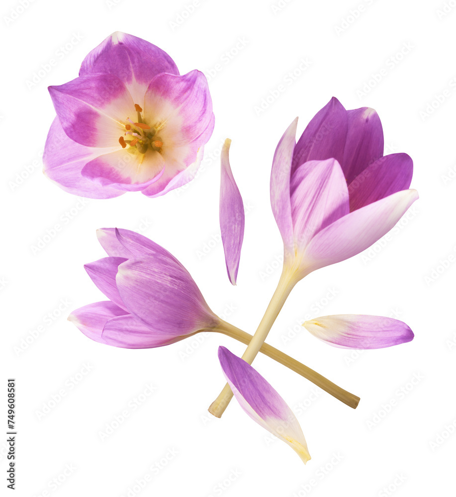 Fresh purple crocus flower falling in the air isolated. Beautiful purple flowers levitating or zero gravity. Fresh purple crocus flower falling in the air isolated. Beautiful purple flowers levitating or zero gravity.