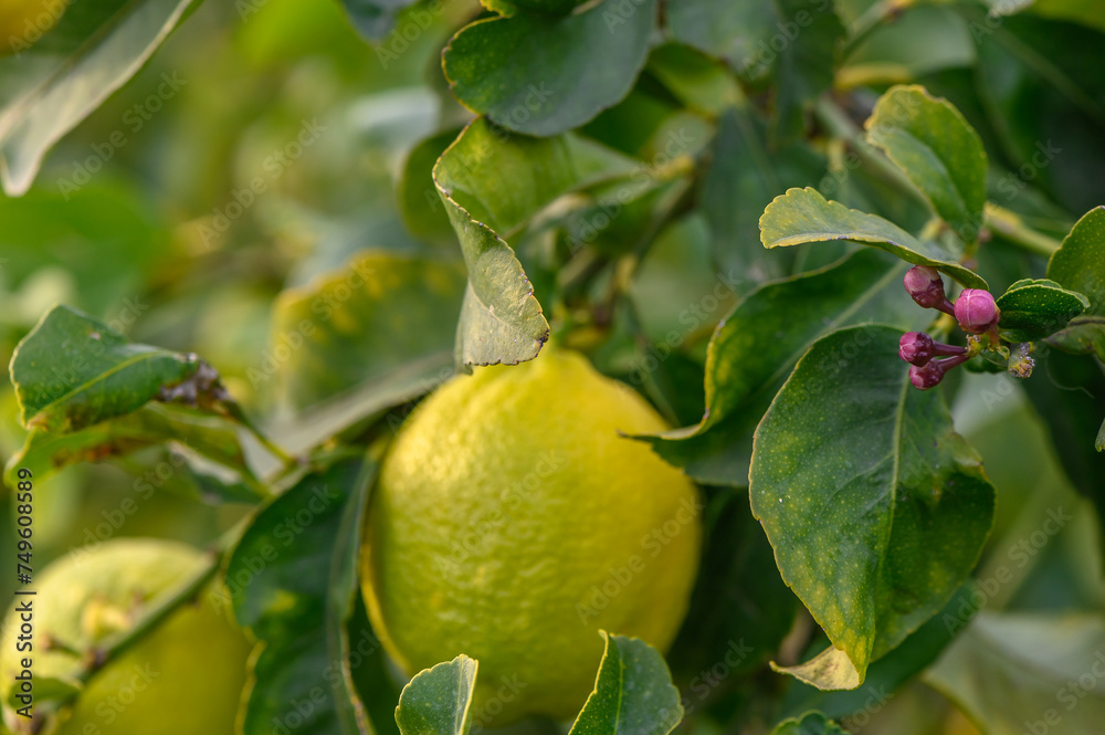 Lemon. Ripe Lemons hanging on tree. Growing Lemon 2 Lemon. Ripe Lemons hanging on tree. Growing Lemon 2