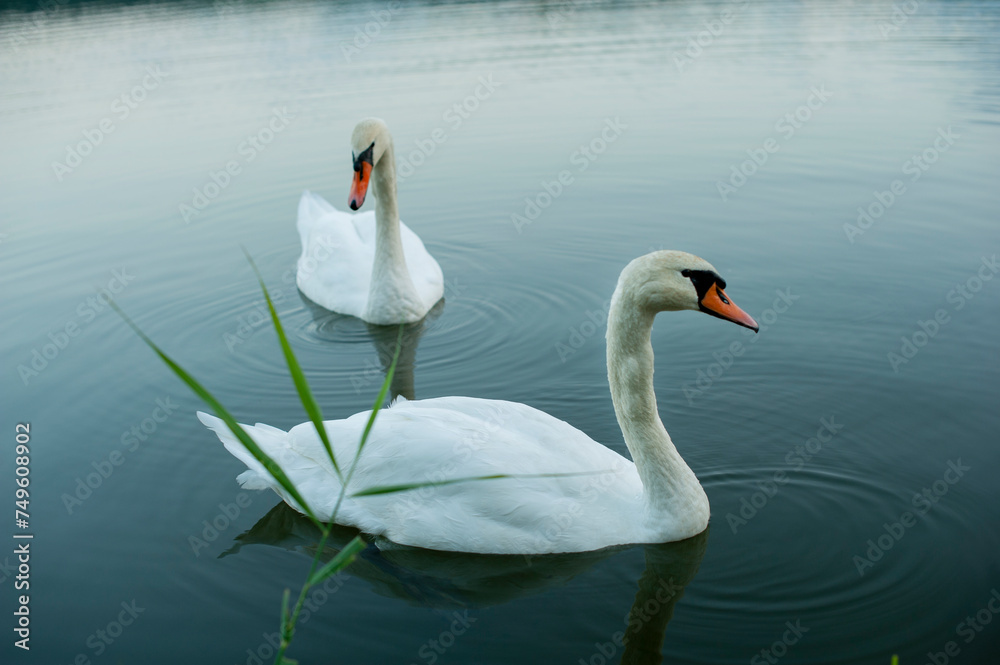 Obraz premium white swans group on the lake swim well under the bright sun