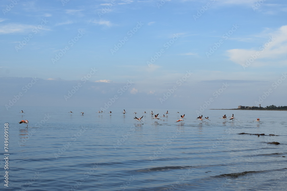 seagulls on the sea