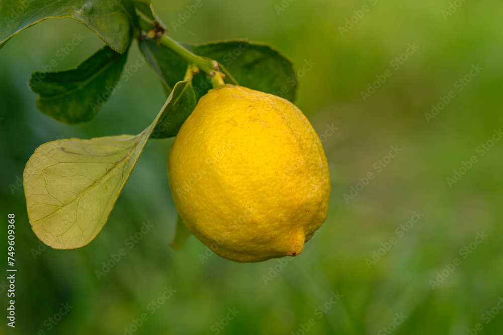 Citrus lemon fruits with leaves isolated, sweet lemon fruits on a branch with working path.14
